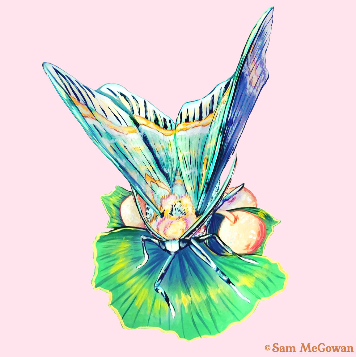 Geometrid moth (Iotaphora admirabilis)