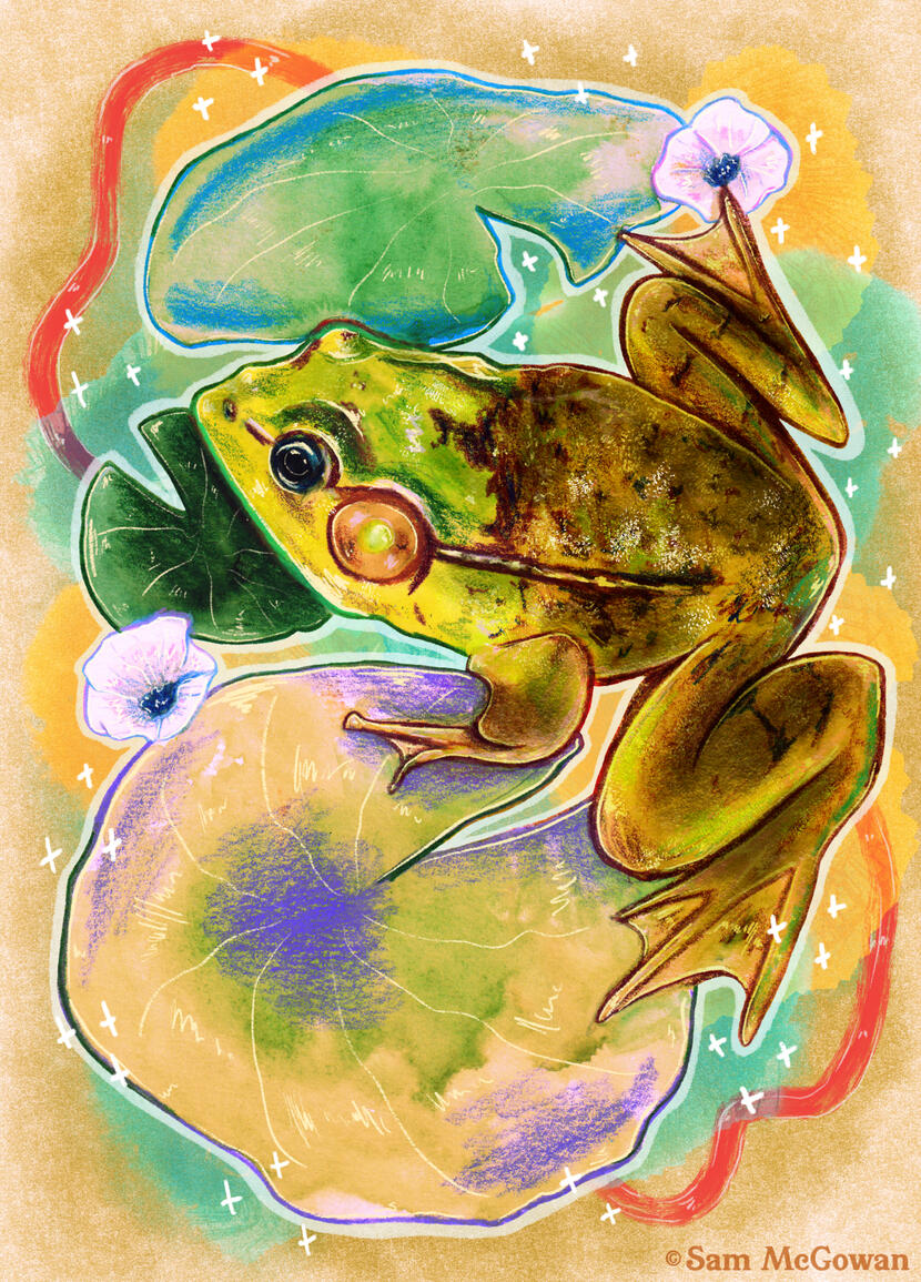 Green frog