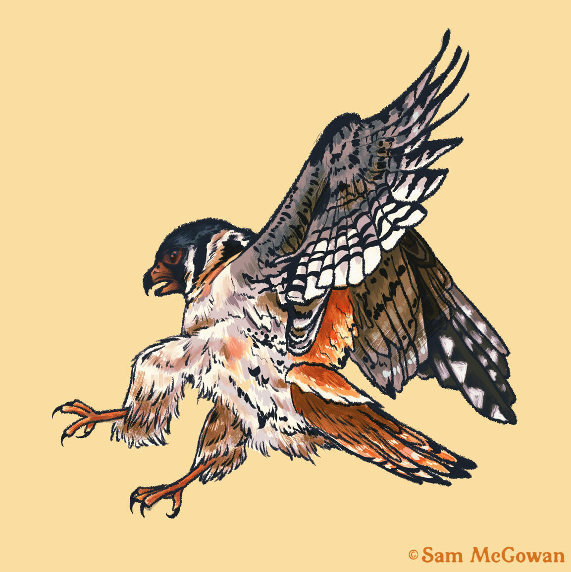 American kestrel