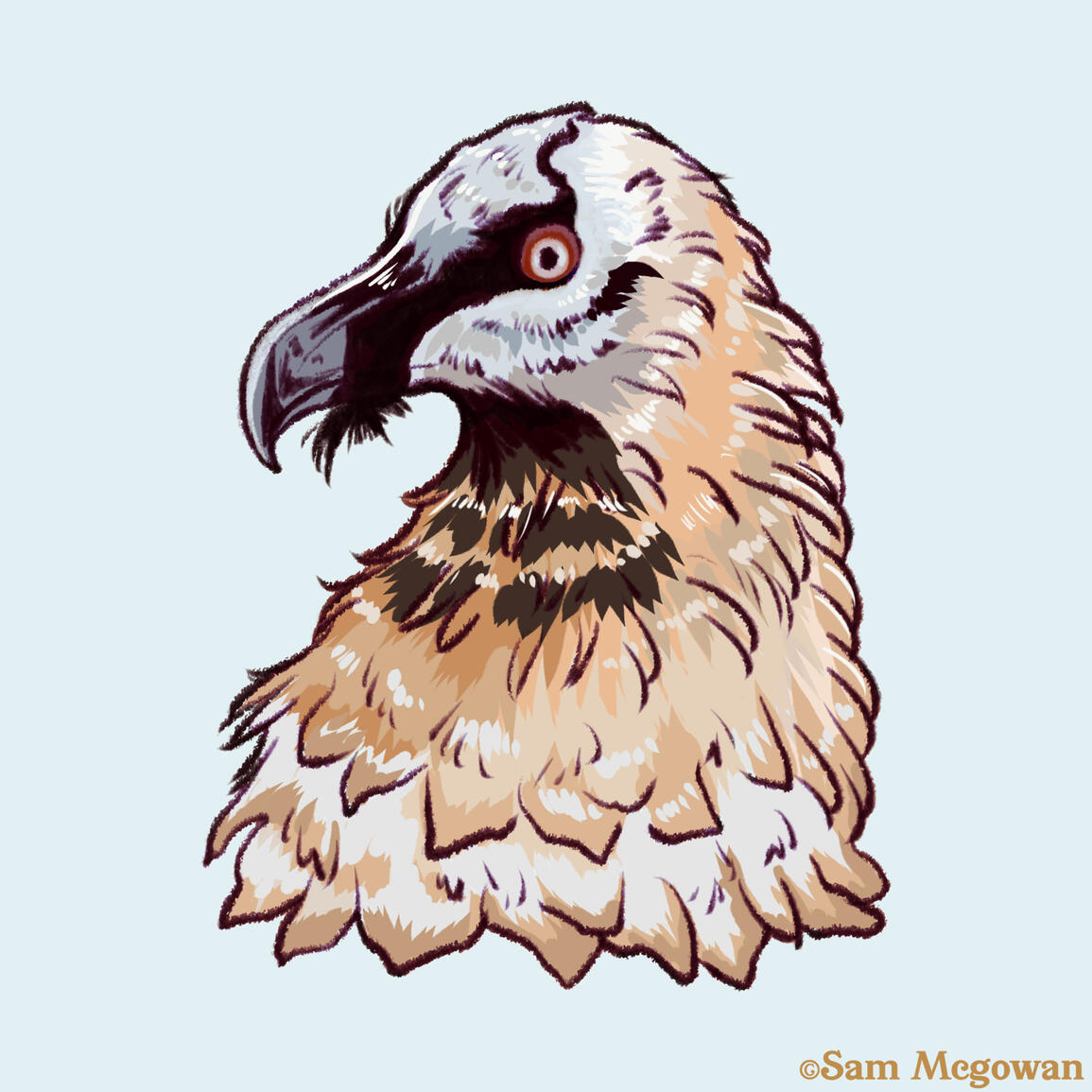 Bearded vulture