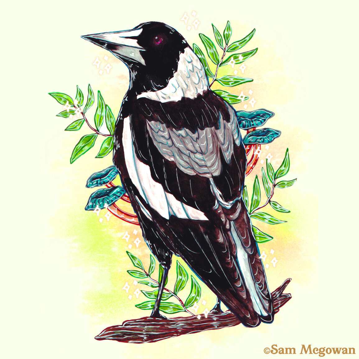 Australian magpie