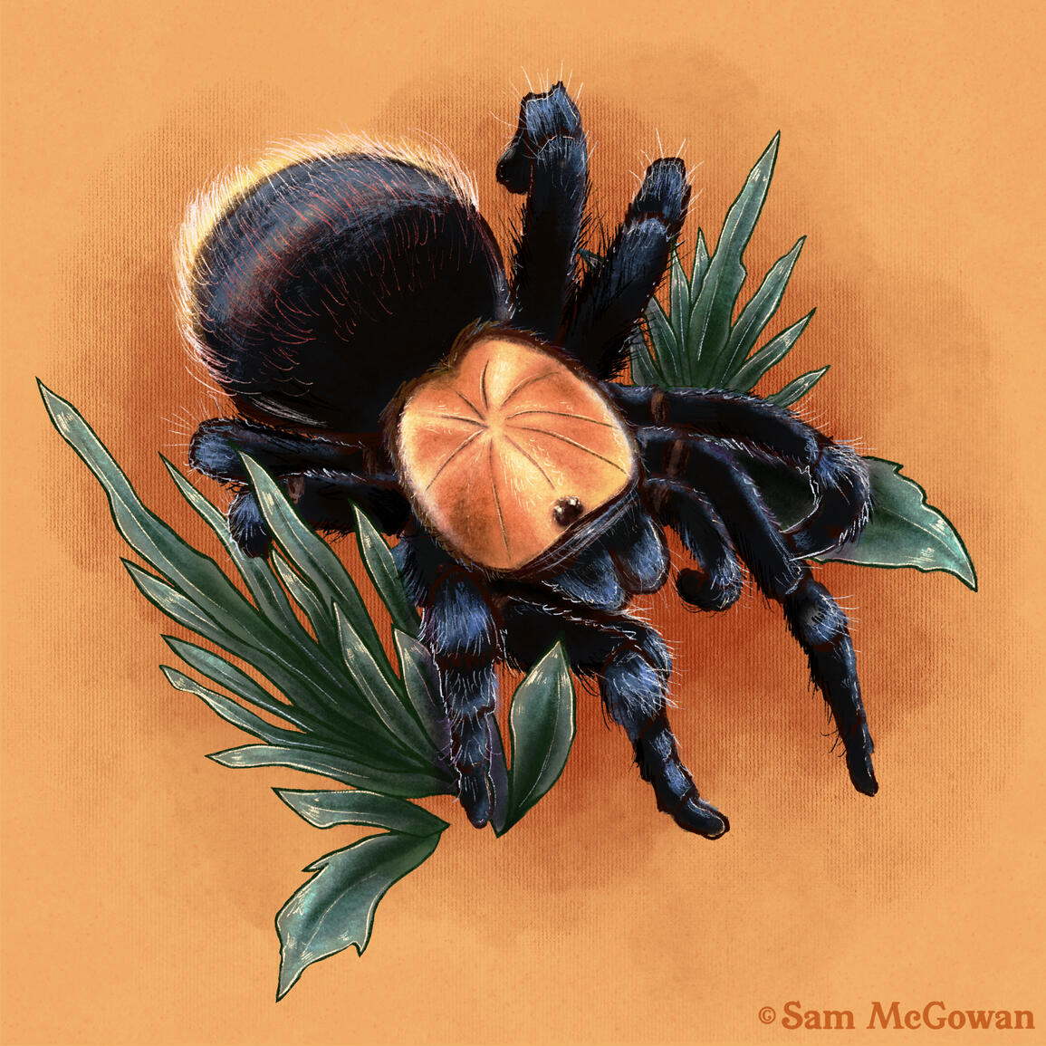 Golden red rump tarantula (Brachypelma albiceps)